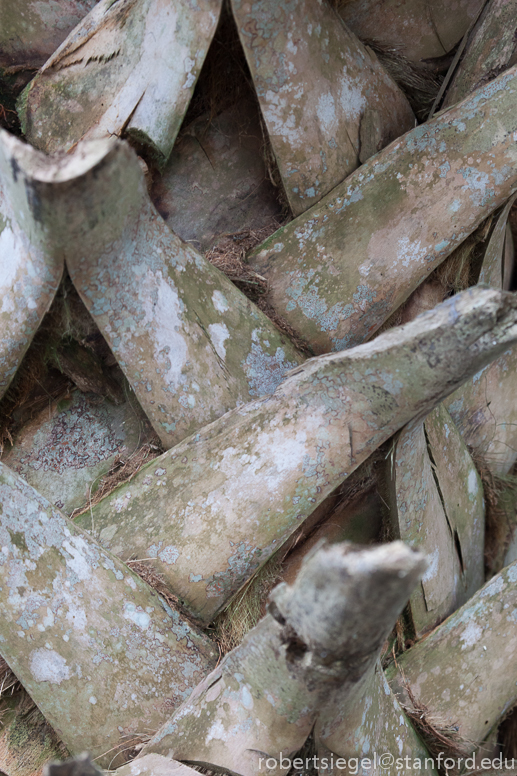 cabbage palm